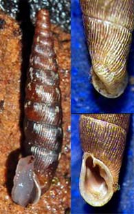 Tabella della Famiglia Clausilidae